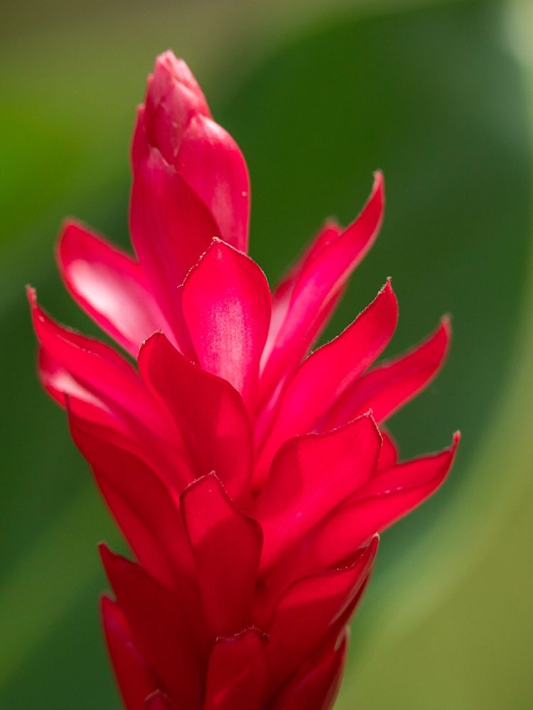 Fiji-Viti Levu Red Ginger Flower (Alpinia purpurata) art print by Merrill Images for $57.95 CAD